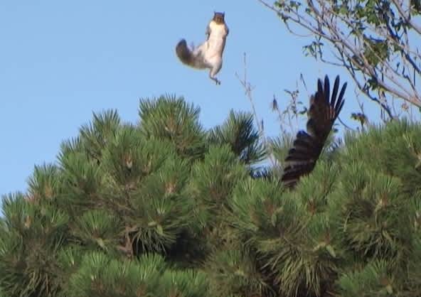 Video: Squirrel Ejects from Tree Top to Escape Hawk