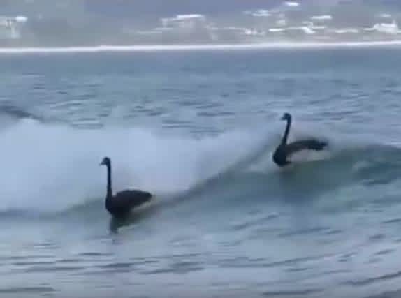 Video: Surfing Swans Show the Gold Coast How it’s Done