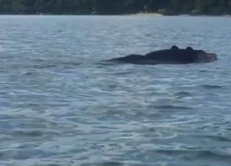 Video: Kayaker Encroaches on Black Bear’s Swim Lane