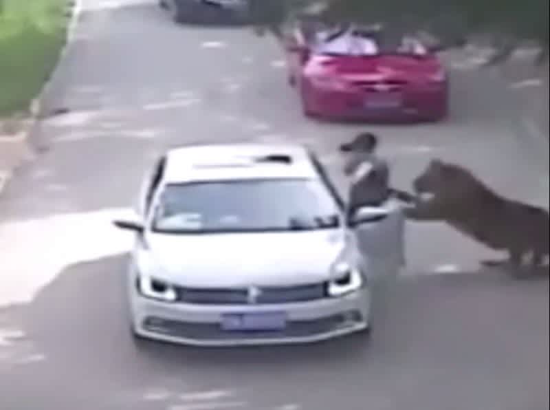 Woman Killed by Tiger after Leaving Car in Beijing Wildlife Park