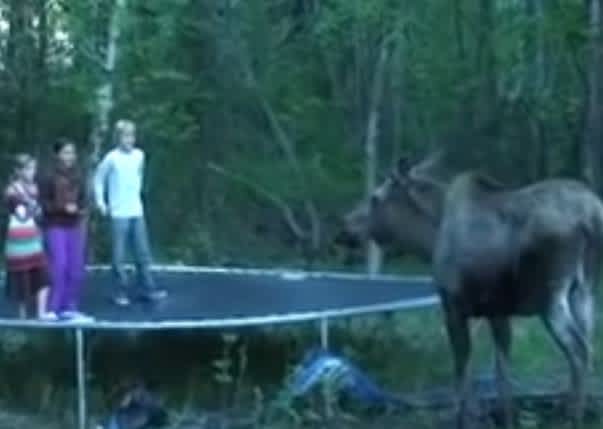 Video: Moose Checks out Trampoline, Declines to Jump