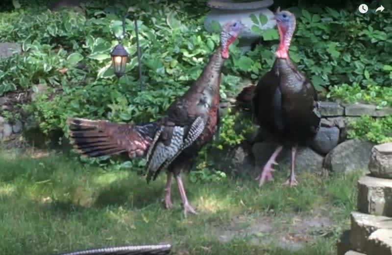 Turkey Backyard Brawl