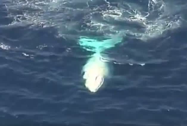 Video: Rare White Humpback Whale Spotted