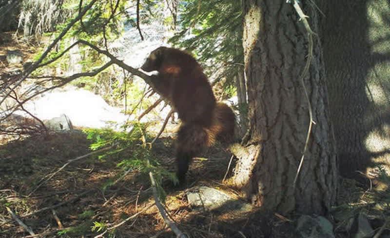 The Rarest Animal in California Was Just Spotted on a Trail Camera