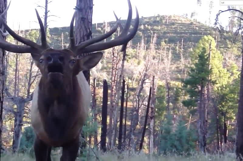 Video: When a Bull Elk Bugles in Your Face