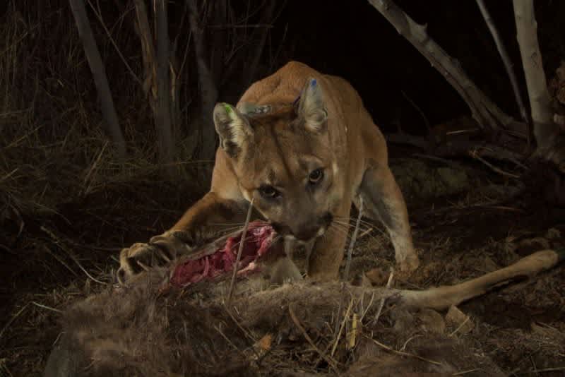 University Study Suggests Reintroducing Mountain Lions to Maintain Deer Populations