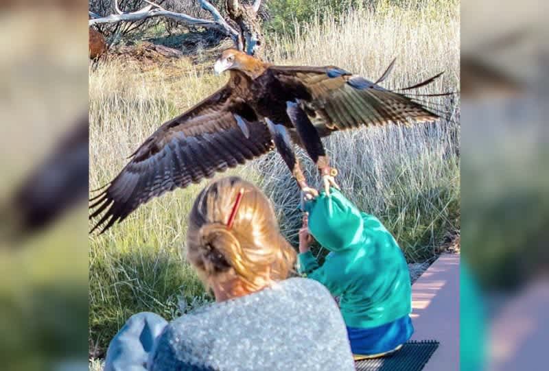 Eagle Swoops In and Attempts to Carry off Boy