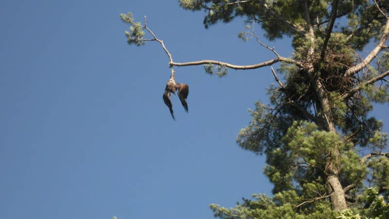 US Army Vet Saves Bald Eagle by Shooting the Fishing Line Keeping It Trapped
