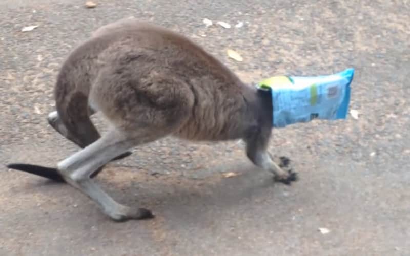Video: Kangaroo Gets Head Stuck in Bag, Rams Car