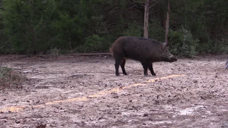 Video: Brian ‘Pigman’ Quaca Devastates Hog with .300 Win Mag
