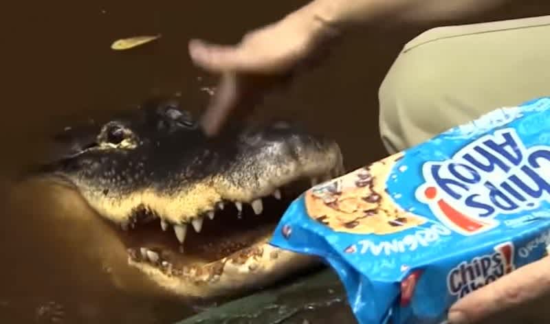 Video: Firefighter Fights To Keep His Pizza-Loving Pet Gator