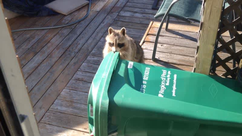 Video: Thieving Raccoon Tries to Steal Compost Bin