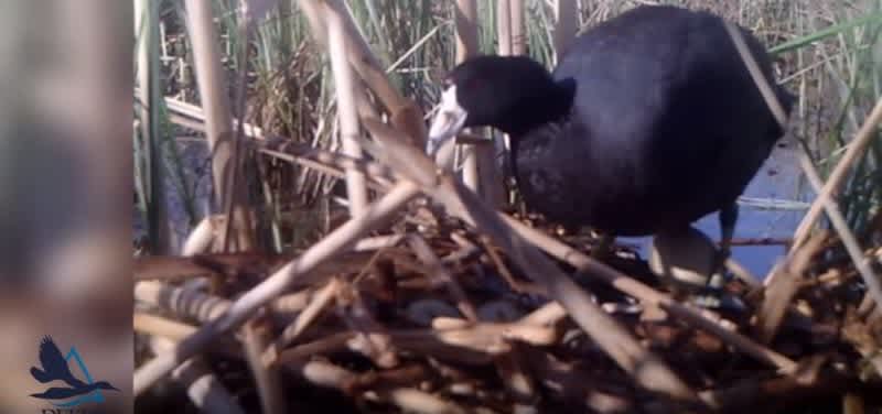Video: American Coot Destroys Canvasback Nest