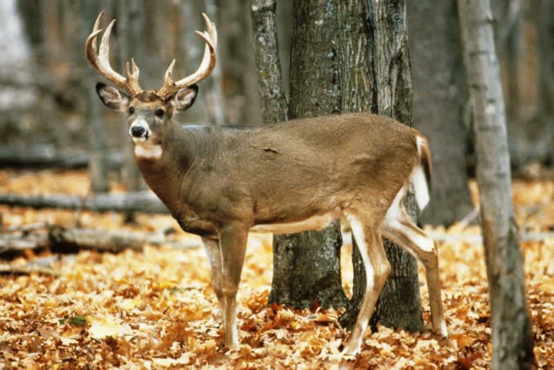 Find Out Which State Produces the Most Boone & Crockett Bucks
