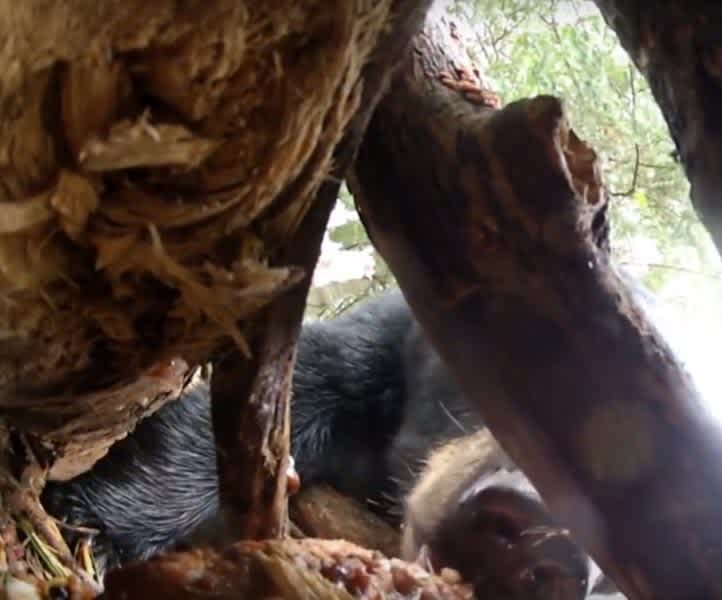 One-of-a-Kind Video: Bear Bait Station Hit – GoPro Style!