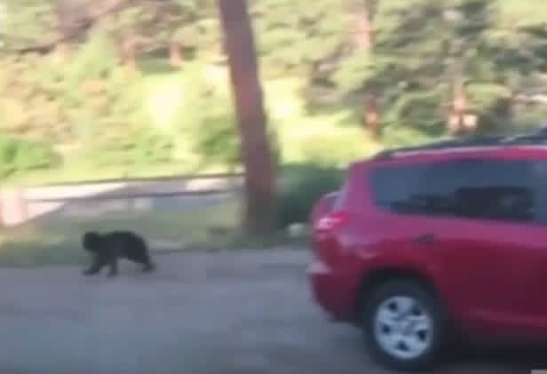 Video: Bear Break-In Totals SUV