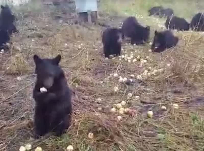 Video: Have You Ever Seen This Many Bear Cubs Together?