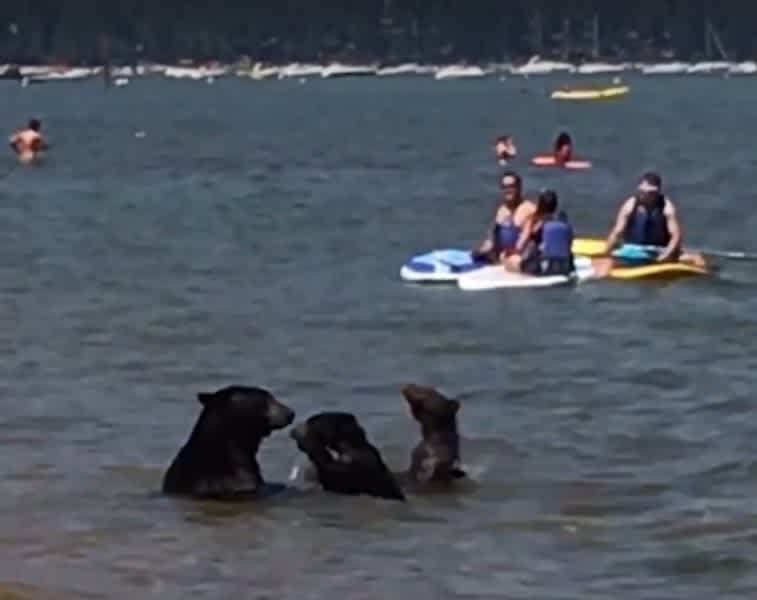 Video: Hanging Out on the Beach with Black Bears?