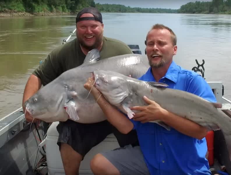Video: Largest Blue Catfish Ever Caught on Film? Over 100 Pounds!