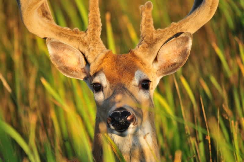 Quiz: Find Out Whether or not You’re a Whitetail Deer Expert