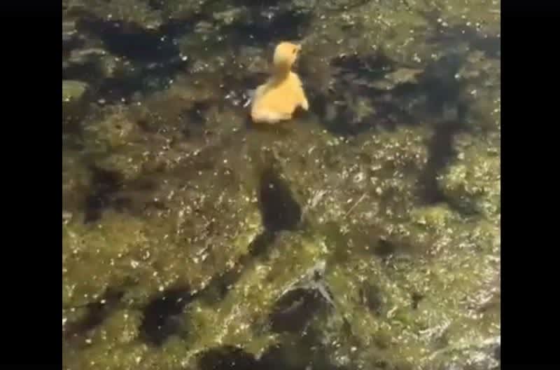 Video: Baby Duck vs. Largemouth Bass