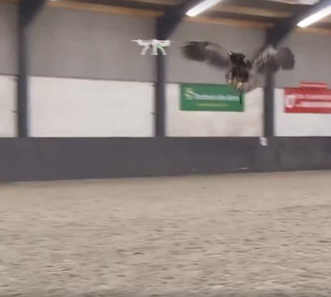 Video: Eagles in Training to Take Out Drones