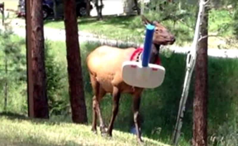 Elk Gets Basketball Hoop Stuck Around Neck