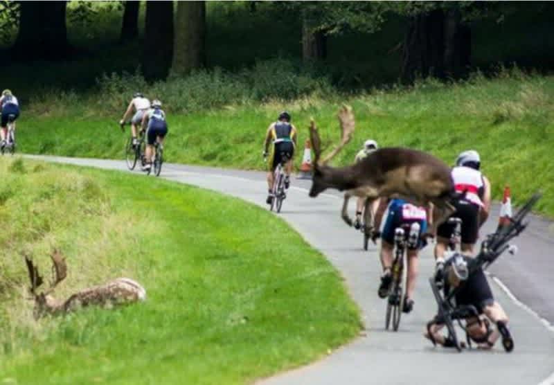 Cyclist in Triathlon Collides with Deer During Race