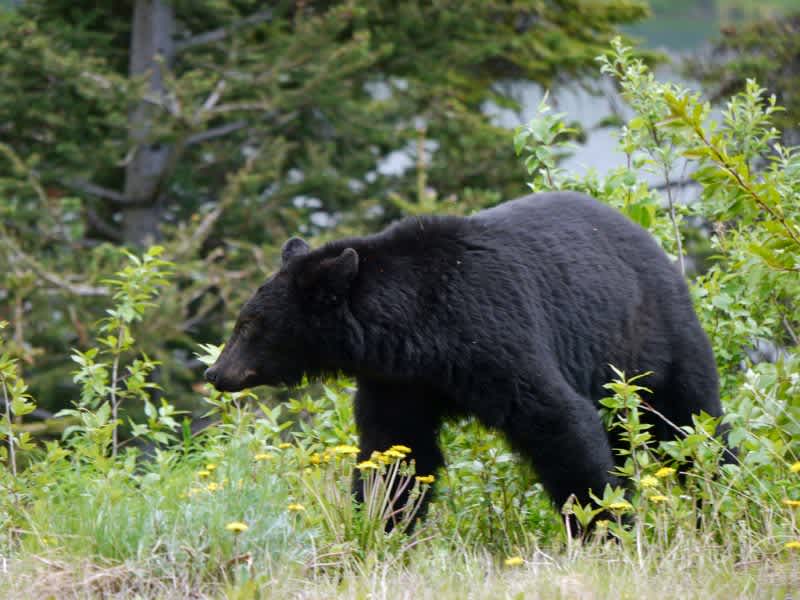 Protect Your Camping Larder from Bears