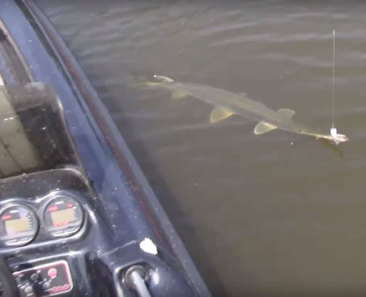 Video: Gar Fishing Without a Hook