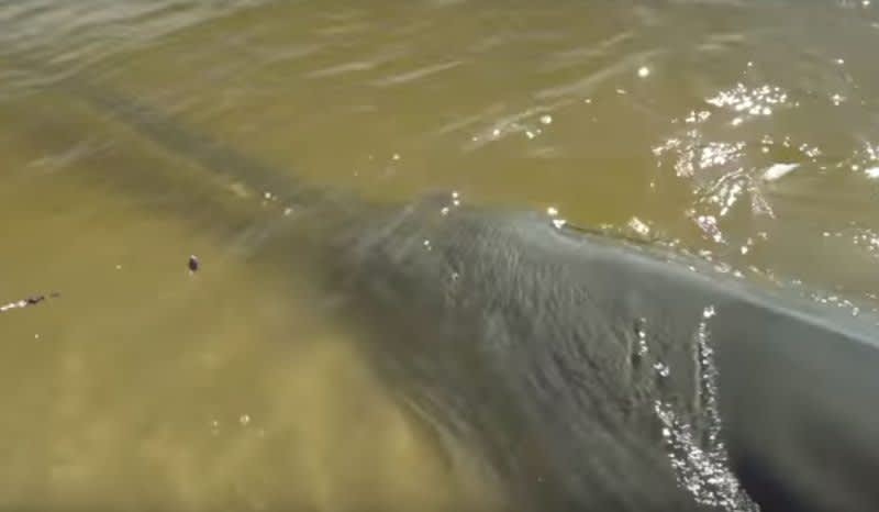 Video: 17-Foot-Long, 700-Pound Sawfish Looks Prehistoric