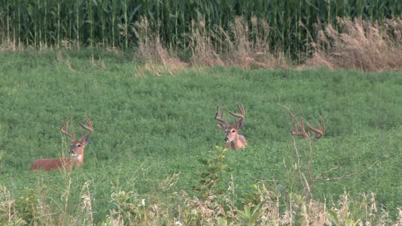 Tips for Late-Summer Whitetail Scouting