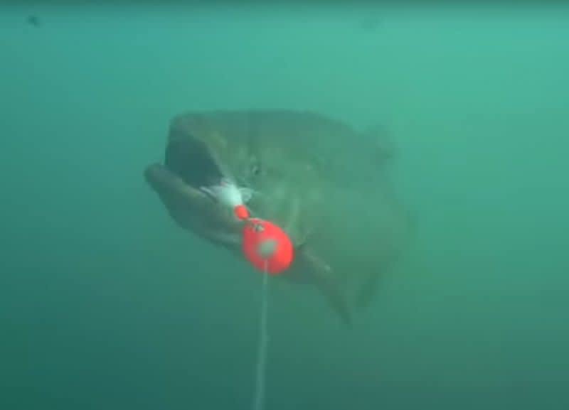 Video: Underwater Footage of Salmon Chasing Inline Spinner