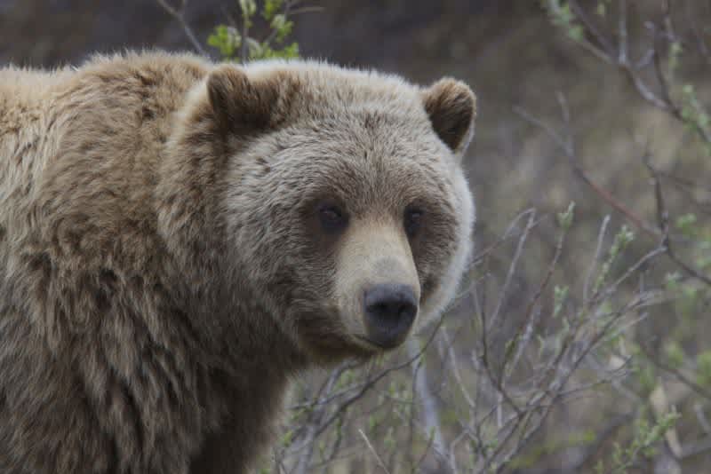 Grizzly Bear Killed Enforcement Officer while Mountain Biking