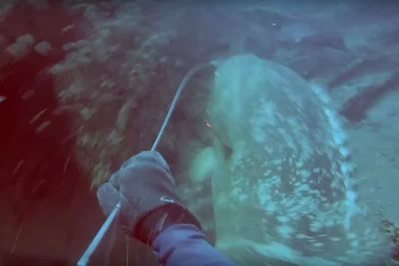 Throwback Thursday Video: Spearfisherman vs. Goliath Grouper