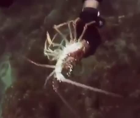 Video: Fleeing Lobster Stopped by Epic Catch