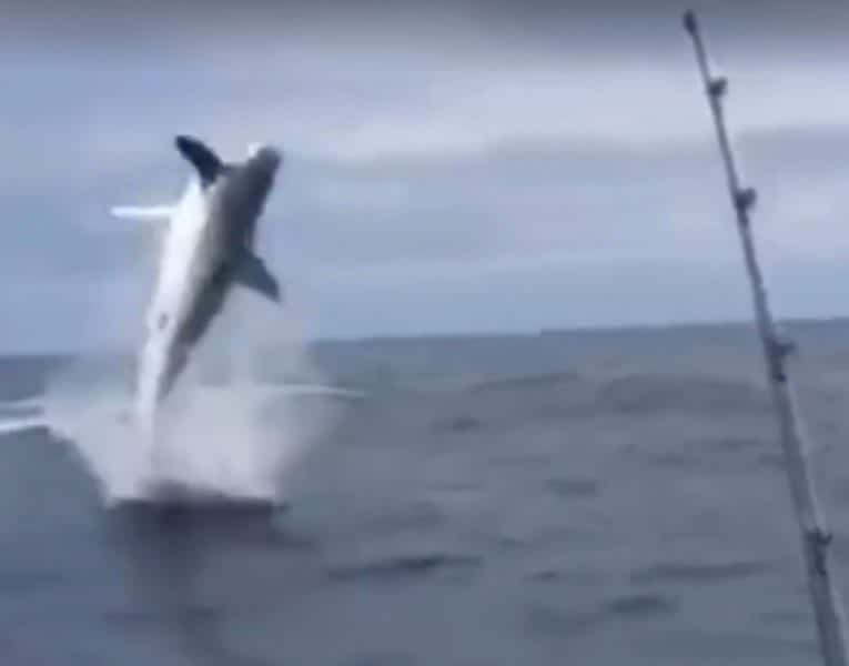 Video: Hooked Mako Shark Jumps more than 10 Feet Out of the Water