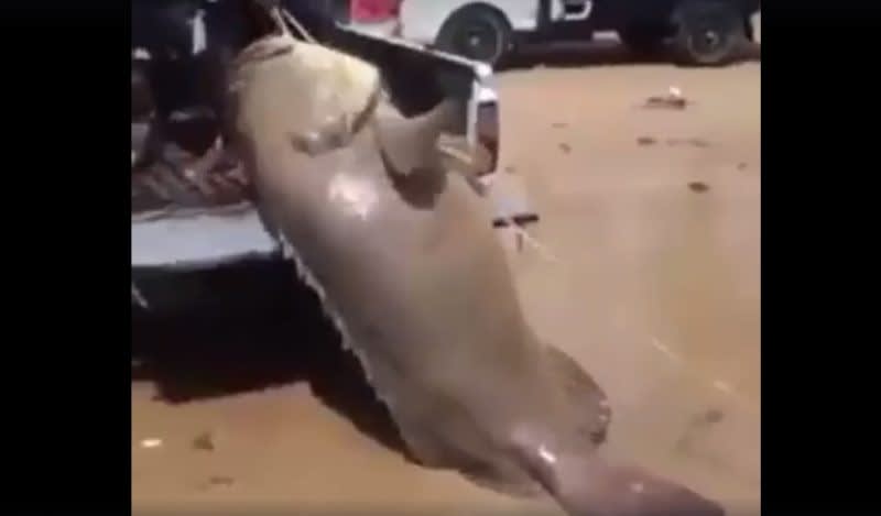Video: Massive Fish Fills Pickup Bed