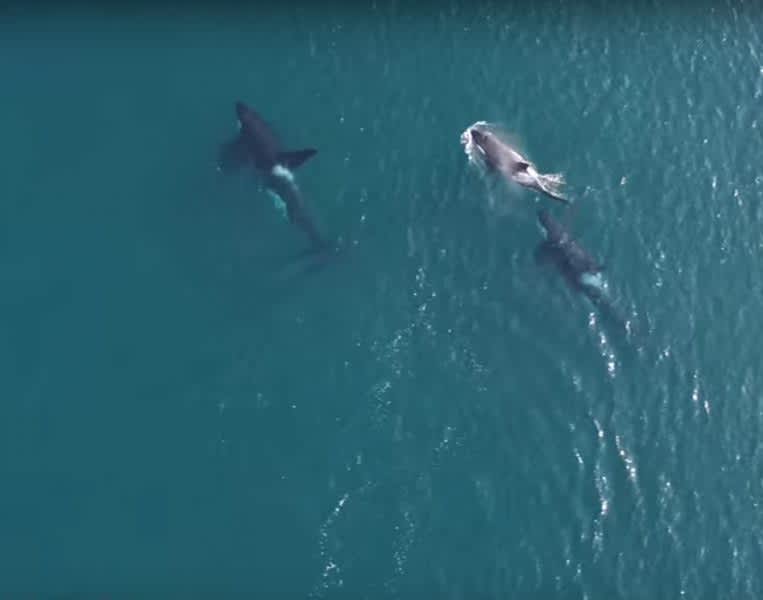Throwback Thursday Video: Orca Punts Seal 80 feet into the Air