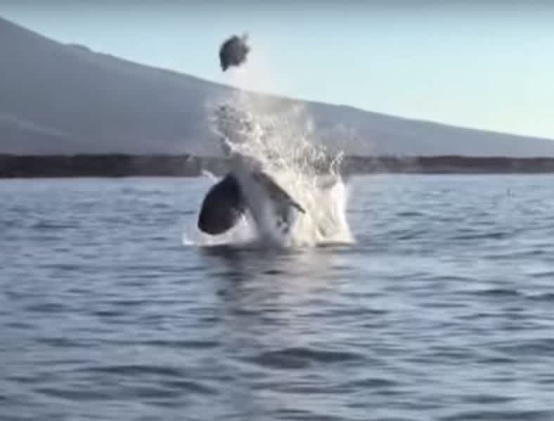 Video: Orca Launches Sea Turtle 30 Feet in the Air