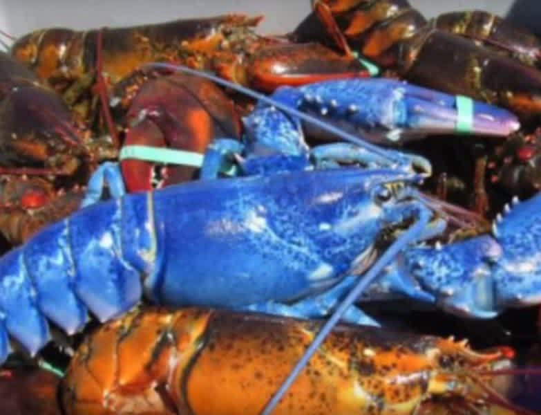 Rare Blue Lobster Caught Off the Coast of Massachusetts
