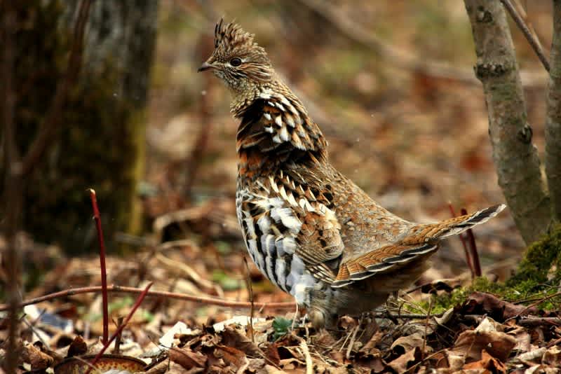 QUIZ: How Well Do You Know Your Upland Birds?