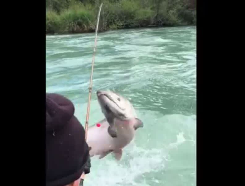 Video: King Salmon Jumps into Boat, Causing Chaos