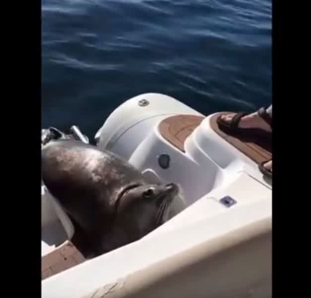 Video: Seal Jumps on Deck to Avoid Killer Whales