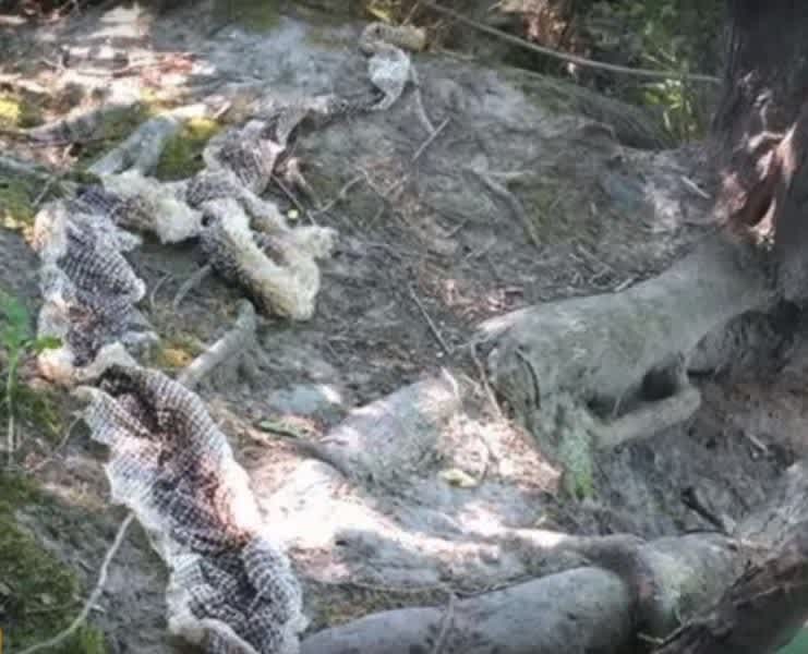 10-Foot Snakeskin Found Along Maine Riverbank