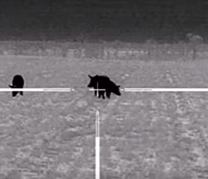 Video: Nighttime Hog Hunting Using Thermal Imaging