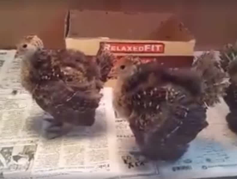 Video: Turkey Chicks Spitting, Drumming, Strutting and Gobbling!