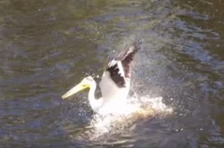 Video: Snapping Turtle vs. Pelican