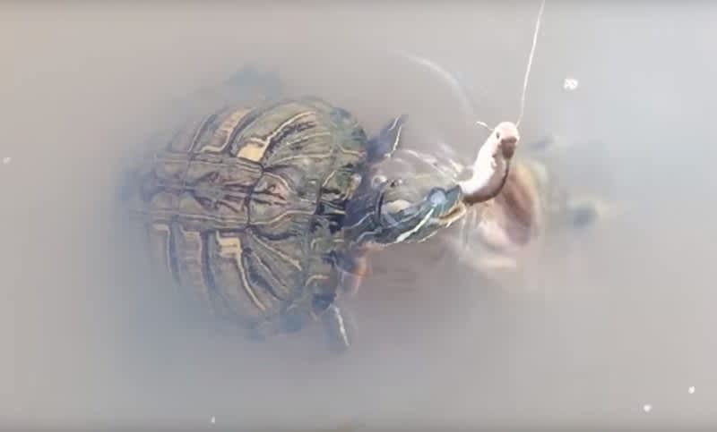 Video: Turtle Finds a Huge Surprise Lurking Just Below the Surface