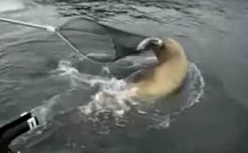 Video: Sea Lion (or Polar Bear?) Steals Angler’s Catch